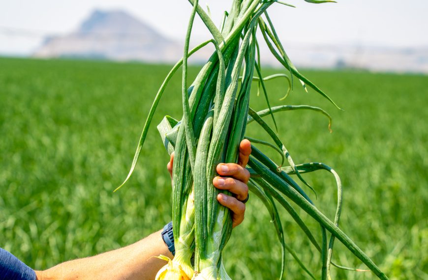 Meet Eagle Eye Produce: Our Idaho-Based Partner Bringing Sustainability to Every Harvest